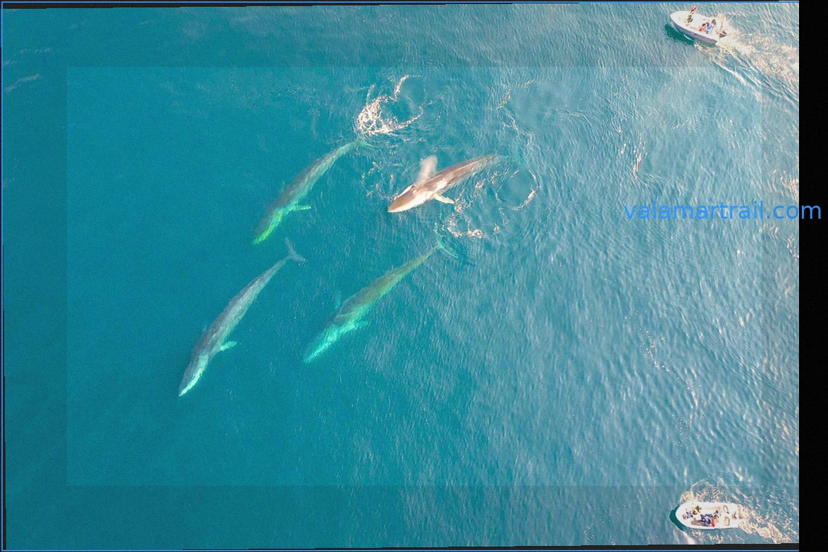 Ballenas Gigantes Llegan a Groenlandia con el Deshielo del Hielo Marino